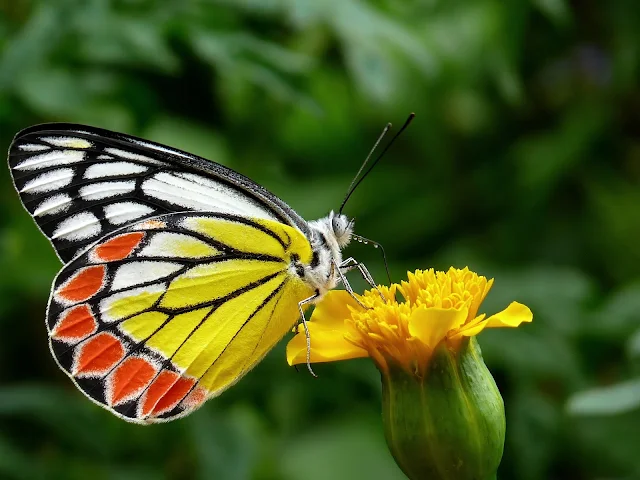 প্রজাপতির ছবি