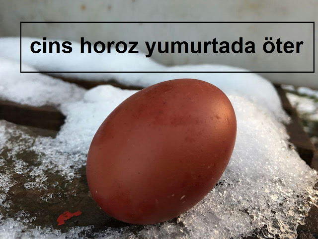 cins horoz yumurtada öter