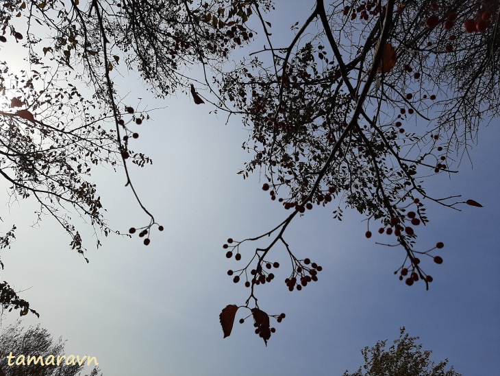 Мелкоплодник ольхолистный / Рябина ольхолистная (Micromeles alnifolia, =Sorbus alnifolia)