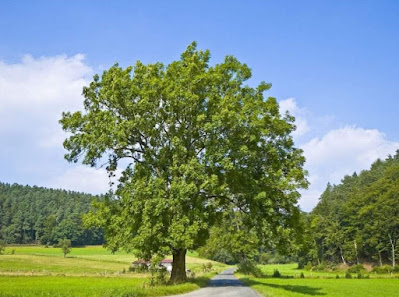 Arbol sagrado templarios fresno