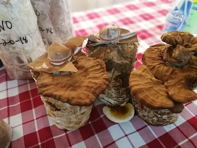 Ganoderma Mushroom Supplier in Netherlands