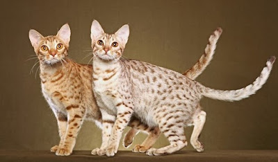 Sejarah Ras Kucing Ocicat