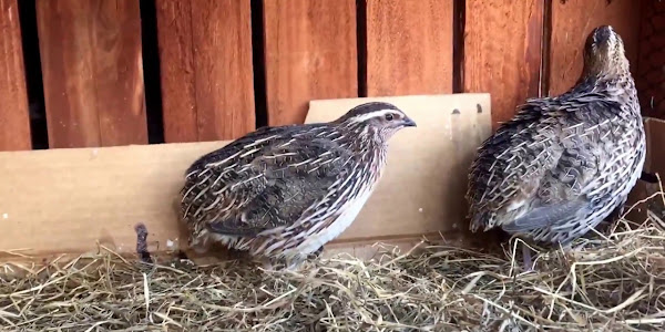 Do quails lay without a male?