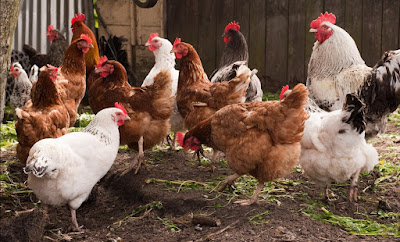 Poultry Lessons on disease preparedness