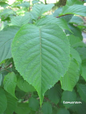 Вишня сахалинская / Вишня Саржента (Cerasus sachalinensis, =Cerasus sargentii)