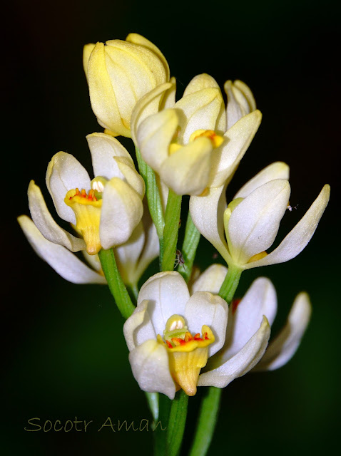 Cephalanthera fallcata