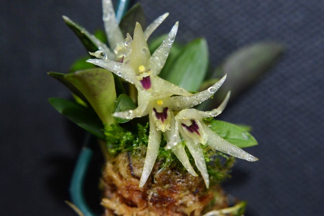 Orquídea extinta no Estado de São Paulo retorna à Mata Atlântica com reprodução em laboratório