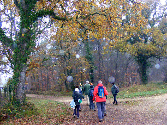 Walking in the forest, Indre et Loire, France. Photo by Loire Valley Time Travel.