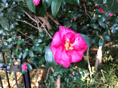 星田公園（新宮山八幡宮址）の花