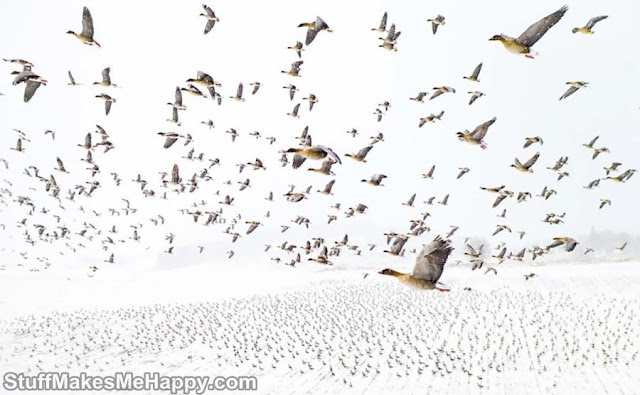 3. Bird migration” by Terje Kolaas (Catg Birds)