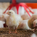 Poultry Farm Business In 2022