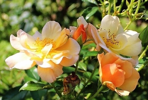 Amber Sun сорт розы фото саженцы купить Минск Беларусь