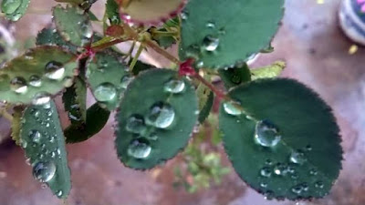 rain drops on leaves looks like pearls