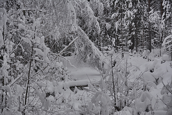 snølandskap