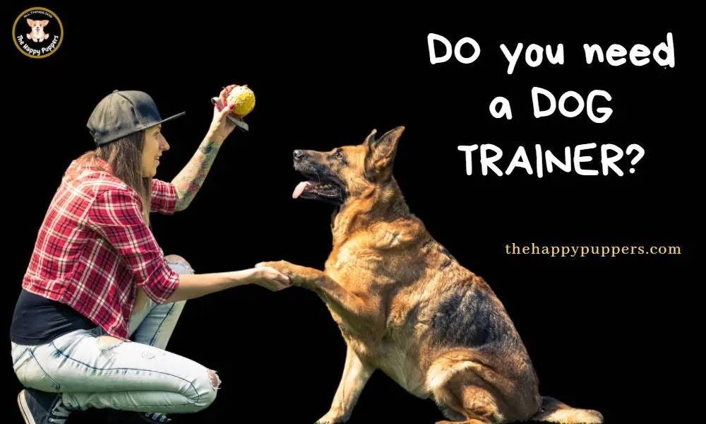 Do you need a dog trainer?