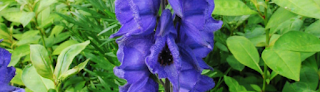 ACONITE - Uses, Side Effects, and More