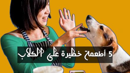 5 أطعمة خطيرة على الكلاب