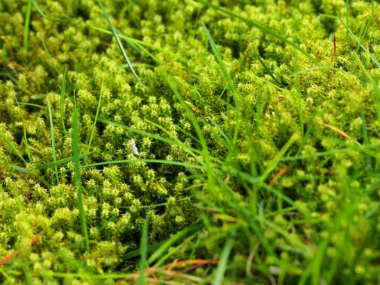 Why does moss form on the lawn?