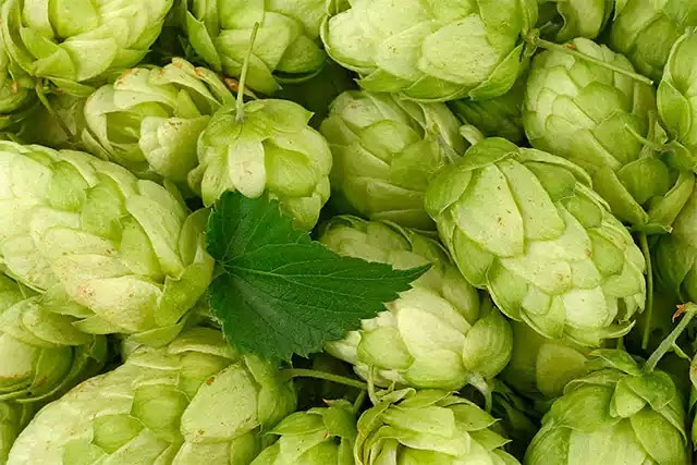 The flowers of the hops plant are used by some people as a natural sleep aid.