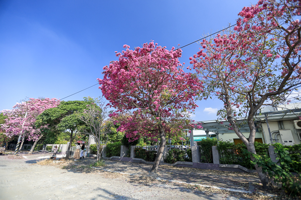 彰化社頭崙雅國小風鈴木步道，散步欣賞盛開的粉紅、紫色風鈴木花