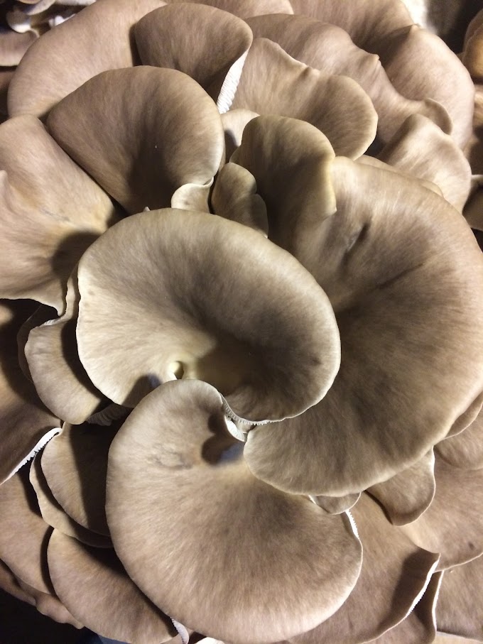 Mushroom | Mushroom supply | Biobritte mushrooms
