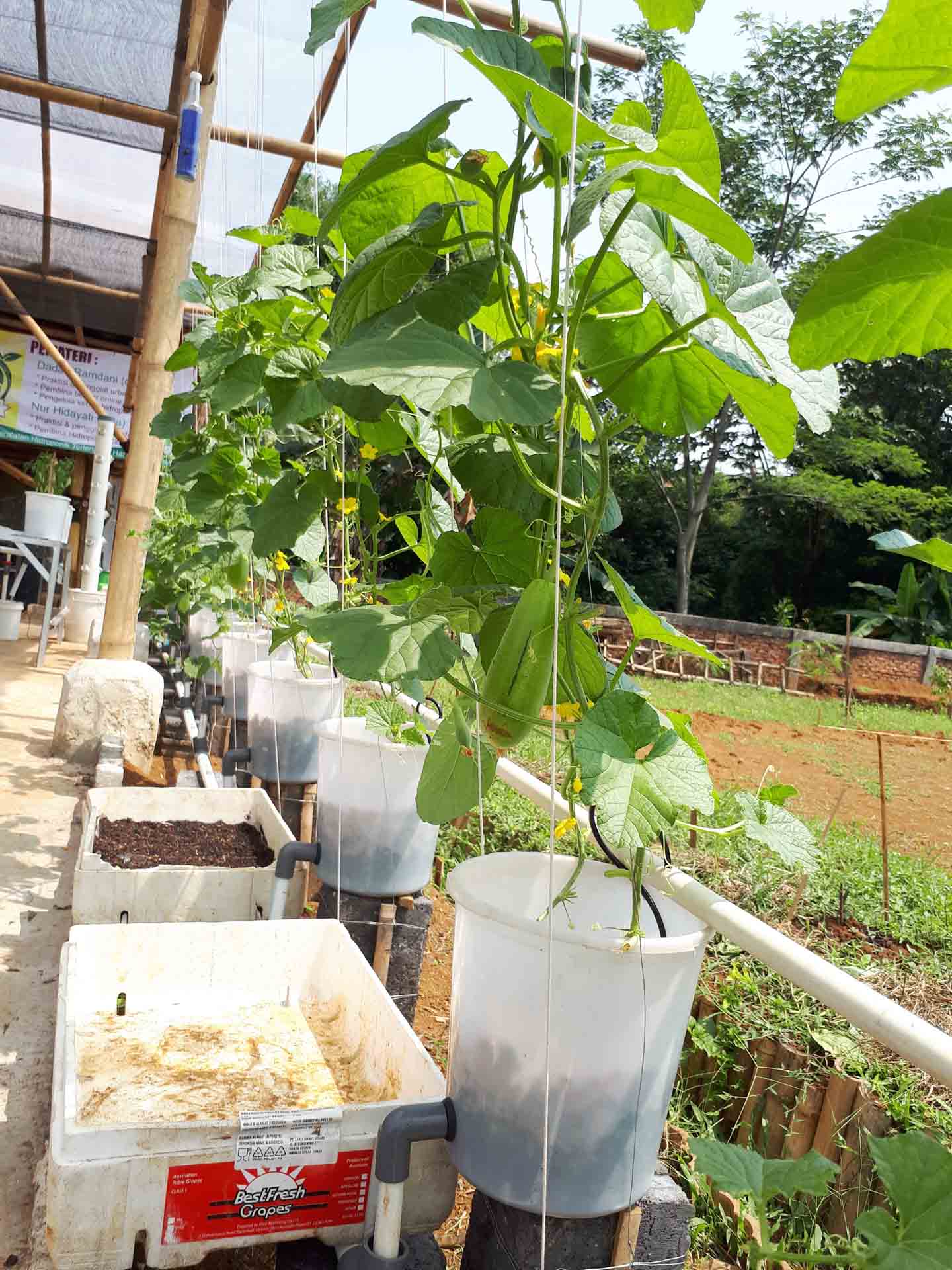 Wisata Pagi Farm Bogor