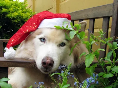 32 fotos de animais que já estão prontos para o natal