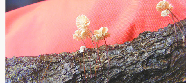 Pinwheel Mushroom Marasmius rotula, Indre et Loire, France. Photo by Loire Valley Time Travel.