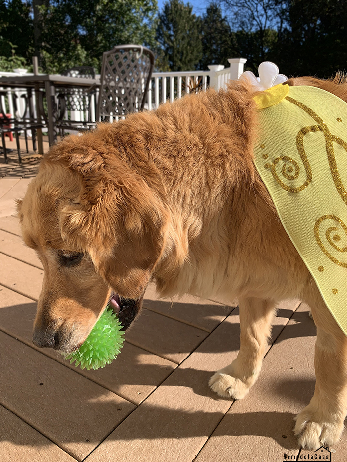 Dog Halloween costumes