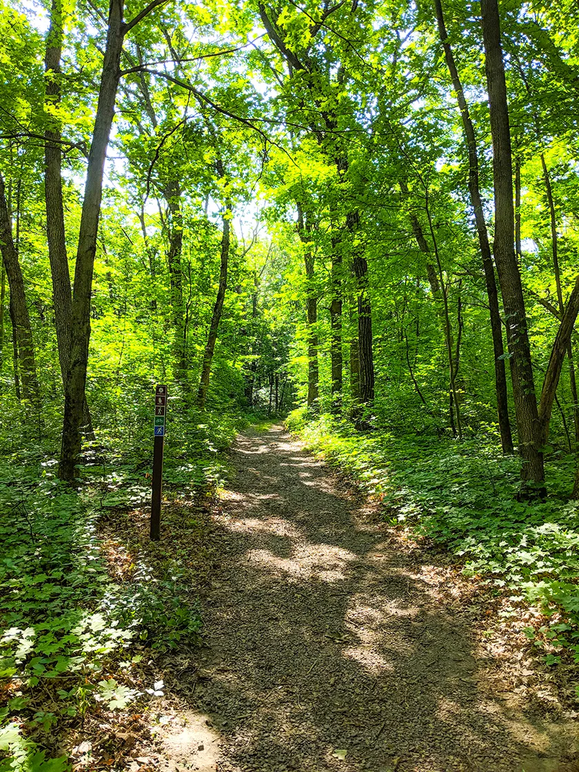 gravel footpath through woods