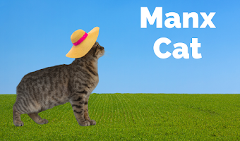 Gato Manx todo sobre la raza