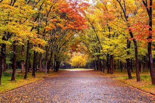 OTOÑO VERSOS