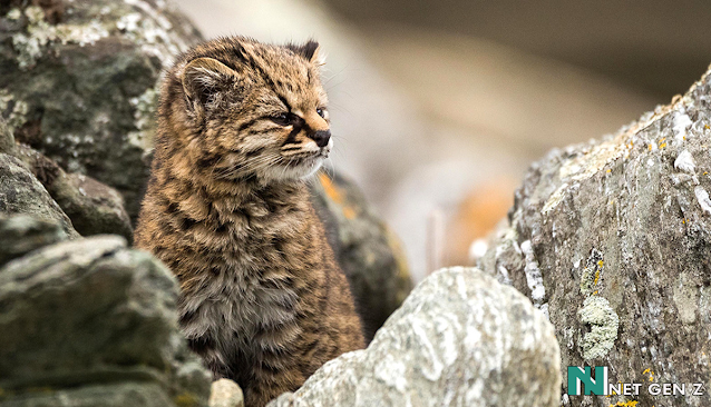 5 Smallest Cat Species in the World