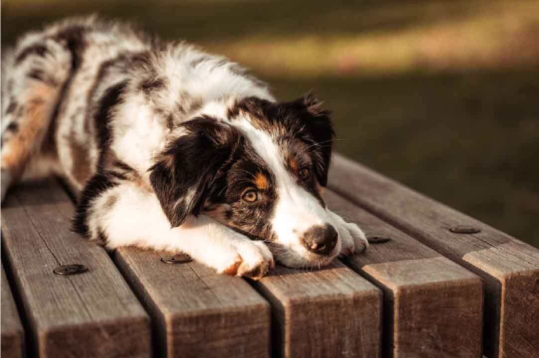 Comment prévenir l'agressivité chez le chien berger australien?