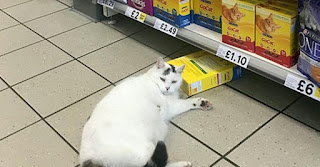Gato invade mercado, intenta robar comida para gatos pero termina durmiendo