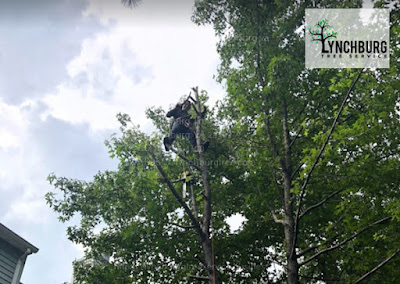 Large tree trimming in Lynchburg VA