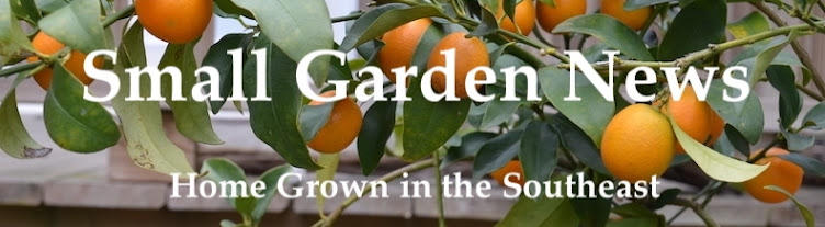 Small Garden News