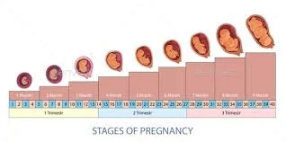 Fetal development stages month by month with pictures  What are the stages of fetal development? And when does pregnancy start? What happens immediately after pregnancy? What is the timeline of fetal development? The answers are in pictures in this report.  When does pregnancy start? The onset of pregnancy is on the first day of the last menstrual period, and this is called the "gestational age", or the "menstrual age". It's about two weeks before you're due to actually get pregnant, according to the Cleveland Clinic website .  Fetal-development stages-2 stages of fetal growth infographic  The date of the first day of your last period will be an important date. Your health care provider will ask you about this date and will use it to see how far along you are with your pregnancy.  How does pregnancy happen? Every month a woman's body goes through a reproductive cycle that can end in one of two ways; You will either have a menstrual period or become pregnant, and this cycle occurs continuously during your childbearing years; From puberty in the teenage years to menopause in about 50 years.  In the cycle that ends with pregnancy, there are several steps: -A group of eggs prepares to leave the ovary through ovulation. -The eggs develop in small fluid-filled sacs called sacs. Follicles are small containers for each immature egg. -Of this group of eggs only one will mature and persist, after which this vesicle (or follicle) suppresses all other sacs in the group, and the other sacs stop growing at this stage. -The mature follicle opens and releases the egg from the ovary; This is ovulation. Ovulation generally occurs two weeks before the start of your next period. It is generally in the middle of your cycle. -After ovulation, the open (ruptured) follicle develops into a structure called the corpus luteum. It secretes the hormones progesterone and estrogen. And progesterone helps prepare the lining of the uterus. This lining is where the fertilized egg settles to develop. If you don't get pregnant during your period, this is the lining that sheds during your period. -On average, fertilization occurs about two weeks after your last period. When the sperm penetrates the egg, changes occur in the protein envelope of the egg to prevent other sperm from entering. -At the moment of fertilization, your baby's genetic makeup, including its gender, is complete. The sex of your baby depends on the quality of the sperm that fertilizes the egg at the moment of conception. -Women have an XX genotype and men have an XY. Women mark each egg with an (X). Each sperm can be either an "X" or a "Y". If the fertilized egg and sperm are a mixture of X and Y then it is a boy, and if there are two Xs, then it is a girl.  What happens immediately after pregnancy? -Within 24 hours after fertilization, the egg begins dividing rapidly into several cells. -The fertilized egg remains in the fallopian tube for 3 days after conception. -The fertilized egg (now called a blastocyst) continues to divide and slowly passes through the fallopian tube to the uterus. Once there, its next job is to attach to the lining of the uterus; This is called implantation. -Before implantation, the blastocyst ruptures from its protective shell. When the blastocyst comes into contact with the endometrium, some women notice slight bleeding during the day or two of implantation. This is normal and you should not worry about it. At this point, the lining of the uterus becomes thicker and the cervix (the opening between the uterus and the birth canal) is closed with a plug of mucus. -Within 3 weeks, the blastocysts eventually form a small ball or embryo. By this time the first neurons have been formed.  How early can I find out that I am pregnant? From the moment of conception, the hormone human chorionic gonadotropin will be present in your blood. This hormone is produced by the cells that make up the placenta (a developing fetus's food source). It is also the hormone that is detected in a pregnancy test. Although this hormone is present from the start, it takes time to build it in your body, and it usually takes 3 to 4 weeks from the first day of your last menstrual period for the human chorionic gonadotropin to increase enough to be detected by pregnancy tests.  What is the timeline of fetal development? The fetus will change a lot throughout a typical pregnancy. This time is divided into 3 phases, called trimesters.  You will notice clear changes in the fetus and in yourself during every 3 months. Traditionally, we think of pregnancy as a 9-month process. However, this is not always the case; A full-term pregnancy is 40 weeks, or 280 days. Depending on the months you are pregnant (some shorter, some longer) and the week you get pregnant, you could be 9 months or 10 months pregnant. This is completely normal and healthy.  Fetal development in the first trimester of pregnancy The first trimester of pregnancy extends from the beginning of pregnancy to 12 weeks; During which the fertilized egg will change from a small group of cells into an embryo that begins forming the features of the baby.  Fetal development in the first month As the fertilized egg grows, a water-tight sac forms around it, gradually filling with fluid. This is called the amniotic sac, and it helps cushion and protect the fetus.  During this time, the placenta is also developing; The placenta is a flat, circular organ that transports nutrients from the mother to the fetus and wastes from the fetus. The placenta is a source of nourishment for the fetus throughout pregnancy.  In these first few weeks, the face begins with large dark circles of the eyes, the mouth, lower jaw and throat develop, blood cells are formed, blood circulation will begin, and the small "heart" tube will beat 65 times per minute by the end of the fourth week.  By the end of the first month, the fetus is about a quarter of an inch long; Smaller than a grain of rice. (An inch equals 2.54 centimeters).  Fetal growth in the second month Facial features continue to develop, and each ear begins as a small fold of skin on the side of the head, and small buds form that eventually grow into the arms and legs, as are the fingers, toes, and eyes.  The neural tube (the brain, spinal cord, and other nerve tissue of the central nervous system) is now well formed, the digestive system and sensory organs begin to develop as well, and the bone begins to replace cartilage.  The head is large in relation to the rest of the body at this point; In about 6 weeks, a heartbeat can usually be detected.  By the end of the second month, the fetus is about an inch long and weighs about a third of an ounce (less than 10 grams), according to WebMD.  Fetal growth in the third month The arms, hands, fingers, feet and toes are fully shaped. At this stage, the fetus is beginning to explore a bit by doing things like opening and closing its fists and mouth. Fingernails and toenails begin to develop and the outer ears are formed.  The beginnings of the teeth form under the gums, and the genitals also develop, but it is still difficult to distinguish the sexes on ultrasound.  By the end of the third month, the fetus is fully formed; All organs and limbs are present and will continue to develop, the circulatory system and urinary system also work and the liver produces bile.  At the end of the third month, the fetus is about 4 inches long and weighs about 1 ounce. (An ounce equals about 28 grams).  Fetal development in the second trimester of pregnancy Fetal development in the fourth month The fetus's heartbeat may now be heard with an instrument called a Doppler. Fingers and toes are well defined. Eyelids, eyebrows, eyelashes, nails and hair are formed. Teeth and bones become denser. The fetus can suck its thumb, yawn, stretch and make faces.  The nervous system started working. Your reproductive organs and reproductive organs are now fully developed, and your doctor can see on an ultrasound if the fetus will be identified as male or female at birth.  By the end of the fourth month, the fetus is about 6 inches long and weighs about 4 ounces.  Fetal development in the fifth month At this stage, you may feel that the fetus is moving, developing and exercising muscles.  Hair begins to grow on the head, and the shoulders and back are covered with fine hairs called lanugo. This hair protects the fetus and usually falls out at the end of the first week of your baby's life.  The skin is covered with a white layer called the lid. It is believed that this "cheesy" substance protects the fetus's skin from prolonged exposure to amniotic fluid, and this layer falls off just before birth.  By the end of the fifth month, the fetus is about 10 inches long and weighs 1/2 to 1 pound. (A pound equals about 450 grams).  Fetal development in the sixth month If you could look inside the womb now, you would notice that the fetus's skin is reddish, wrinkled, and the veins are visible through the clear skin. Fingerprints and footprints appear. At this point the eyelids begin to separate and the eyes open.  The fetus responds to sounds by moving or increasing the pulse, and you may notice jerky movements if the fetus hiccups.  By the end of the sixth month, the fetus is about 12 inches long and weighs about two pounds.  Fetal development in the seventh month The fetus continues to mature. At this point hearing is fully developed, the fetus frequently changes position, responds to stimuli, including sound, pain and light, and the amniotic fluid begins to contract.  At the end of the seventh month, the fetus is about 14 inches long and weighs 2 to 4 pounds.  Fetal growth in the third trimester of pregnancy The third trimester begins at week 28 of pregnancy and continues until delivery, around week 40, according to the American Pregnancy Association .  Fetal development in the eighth month The fetus continues to mature, and you may notice more kicking, the brain is developing rapidly at this time, the fetus can see and hear, and most of its internal systems are well developed, but the lungs may still be immature.  The fetus is about 18 inches long and weighs 5 pounds.  Fetal development in the ninth month During this stage the fetus continues to grow and mature, and the lungs are approaching full development at this stage.  The fetus has coordinated reflexes. It can blink, close its eyes, turn its head, grasp firmly, and respond to sounds, light and touch.  The fetus is about 17 to 19 inches long and weighs 5 to 6 pounds.  Fetal growth in the tenth month In this last month, you can go into labor at any time, and you may notice less movement because space is tight. At this stage, the fetus's position may change in preparation for birth. Ideally, it's going down the womb, and you may feel very uncomfortable in this last period of time as the fetus descends into your pelvis and prepares to be born.  Your baby is ready to meet the world at this stage, and is about 18 to 20 inches long and weighs about 7 pounds.  How are ultrasound used to track the stages of fetal development? Fetal ultrasound is an imaging technique that uses sound waves to produce images of the fetus inside the womb. A fetal ultrasound can help your health care provider evaluate your baby's growth and development and monitor your pregnancy. In some cases, a fetal ultrasound is used to evaluate potential problems or help confirm a diagnosis, according to the Mayo Clinic.  "Usually the first ultrasound of the fetus is done during the first trimester to confirm pregnancy and estimate how far into your pregnancy," says the Mayo Clinic. If your pregnancy continues without complications, the next ultrasound is usually done during the second trimester, when Anatomical details are visible. If a problem is suspected, follow-up ultrasound or additional imaging tests, such as an MRI, may be recommended."  And the Mayo Clinic adds that, "Ultrasound examination is done during the first trimester of pregnancy to assess the presence, size and location of the pregnancy, determine the number of fetuses, and estimate the duration of your pregnancy (gestational age). In the second or third trimester, a regular ultrasound is done to evaluate several characteristics of pregnancy. Including the anatomy of the fetus. This test is usually done between weeks 18 and 20 of pregnancy. However, the timing of the ultrasound may be changed for reasons such as obesity, which may limit the ability to view the fetus."  "During the second and third trimesters of pregnancy, a limited ultrasound assessment may be required when a specific question is needed to answer. Examples include assessment of fetal growth and estimation of amniotic fluid volume," the Mayo Clinic explains.  The health care provider may use fetal ultrasound to confirm pregnancy and location, determine gestational age, confirm the number of fetuses, assess fetal growth, examine the placenta and amniotic fluid levels, identify birth defects, investigate complications, and perform prenatal tests. The other, determining the position of the fetus before birth.