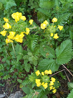 Flowers along the Trek Trail