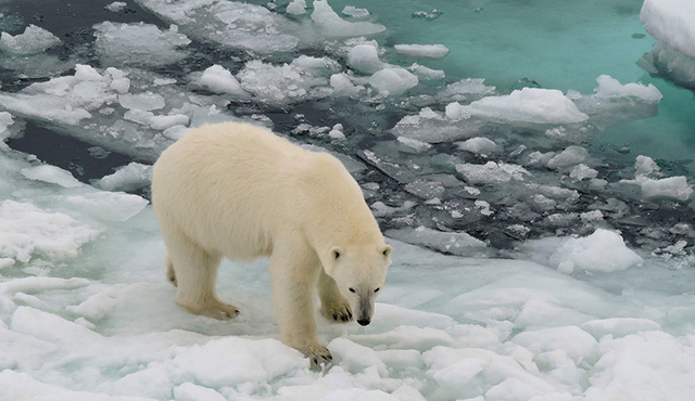 El habitát natural del oso polar está desapareciendo con el derretimiento de las capas de hielo.Deutscher Wetterdienst/Karolin Eichler