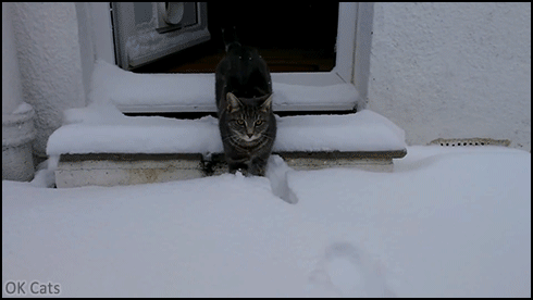 Funny Cat GIF • Cat meets fresh snow and goes nuts! “Cocaine! Free cocaine everywhere!” [ok-cats-gifs.com]
