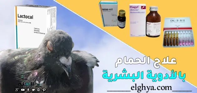 علاج أمراض الحمام بالأدوية البشرية