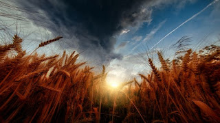 Wheat Harvest - Photo by Tom Hauk on Unsplash