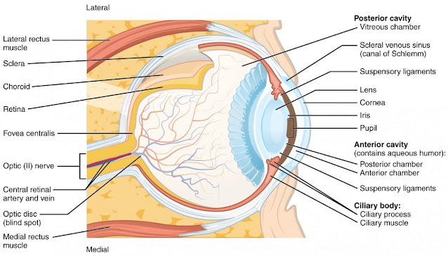 Visual process of Eye in detail
