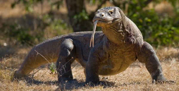 Dragão de Komodo pode medir mais de 3 metros de comprimento, sendo um animal que se dá muito bem com as presas