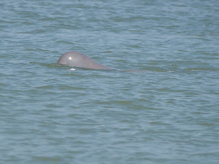 Irrawaddy Dolphins in Chilika Lake