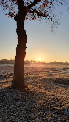 Een boom, zo mooi, een silhouet in de morgenzon.