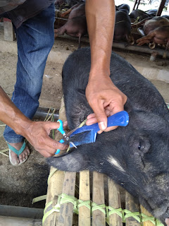 Babi, pasar, hewan, toraja