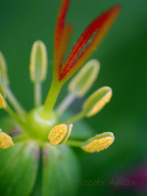 Paris tetraphylla