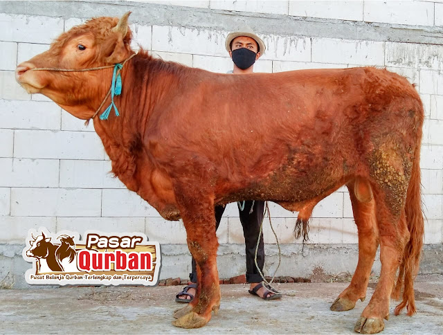 Harga Sapi Qurban 2022 Sidoarjo